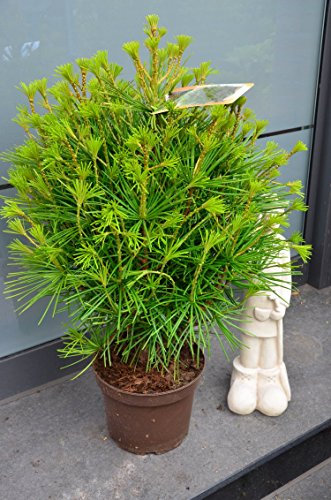 Japanische Schirmtanne Sciadopytis verticillata 30-40 cm hoch im 3 Liter Pflanzcontainer