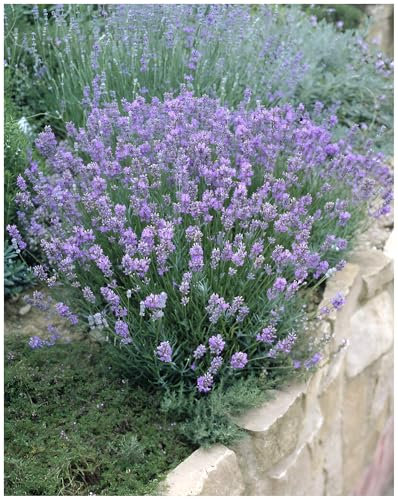 1 x Lavandula angustifolia 'Dwarf Blue' (Staude/Stauden/Winterthart/Mehrjährig) Echter Lavendel - Stecklingsvermehrt - Tolle Farbe - Sehr Insekten- und Bienenfreundlich - von Stauden Gänge
