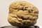 Echte Walnuss ca. 50 cm - Juglans regia - Walnussbaum