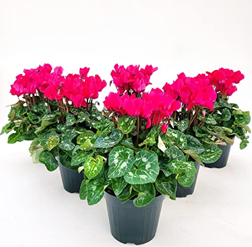 POWERS TO FLOWERS - CICLAMINO SUPERSERIE ROSA INTENSO, FIORITURA EXTRA, 6 PIANTE, VASO 12CM, piante vere