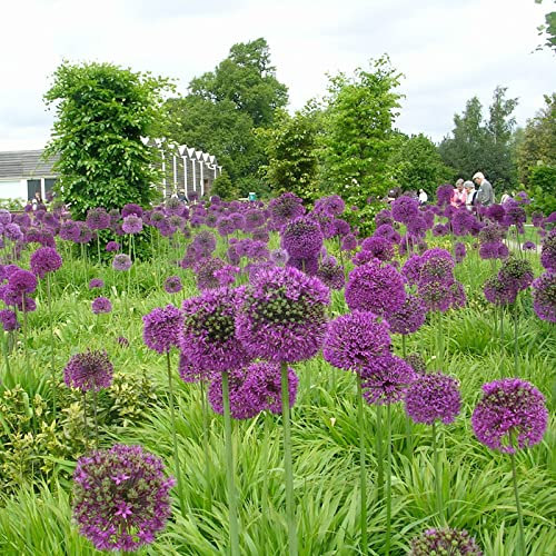 Allium Caeruleum, Zierlauch Zwiebeln, Pflegeleicht, Einzigartiges Farbspiel, Allium Zwiebeln, Winterhart, MehrjäHrige Blumenzwiebel, Lebende Pflanzen, Seltene Pflanze,-15zwiebeln-F