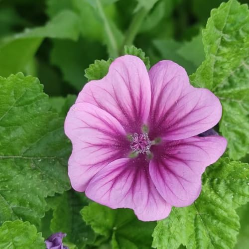 semillas de malva - raras Malva silvestre - jardín rocas resistentes invernaderos balcón Decoración jardín para exteriores variedades antiguas 100pcs