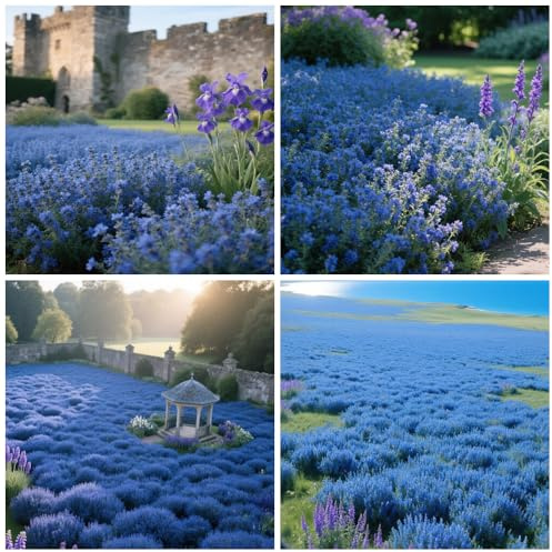 20000+ Blauer Kriechender Thymian Thymus Serpyllum – Traditioneller Kriechender Thymian als Bodendecker – Offen bestäubt