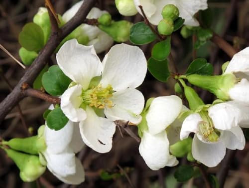 Direct Plants Chaenomeles Jet Trail Japanese Quince Flowering Garden Shrub Plants Pack of 3