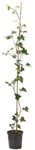 Verdecora Hiedra con Tutor maceta Ø15 cm | Planta Natural Trepadora de Interior y Exterior | Ideal para Decorar Columnas, Rincones y Paredes Verdes