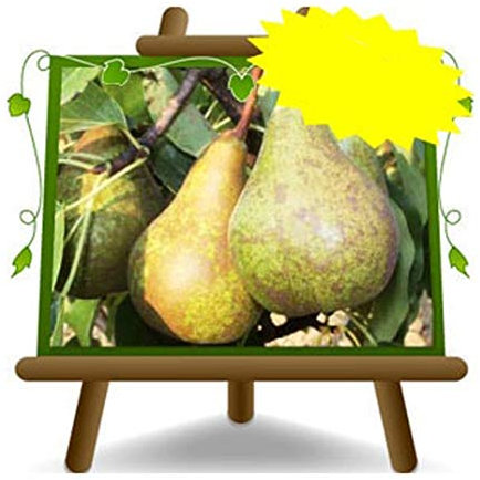 Pera Conferencia – Planta frutal viejo portainjerto COT:BA. 29 en maceta 26 - árbol máximo 200 cm - 4 años