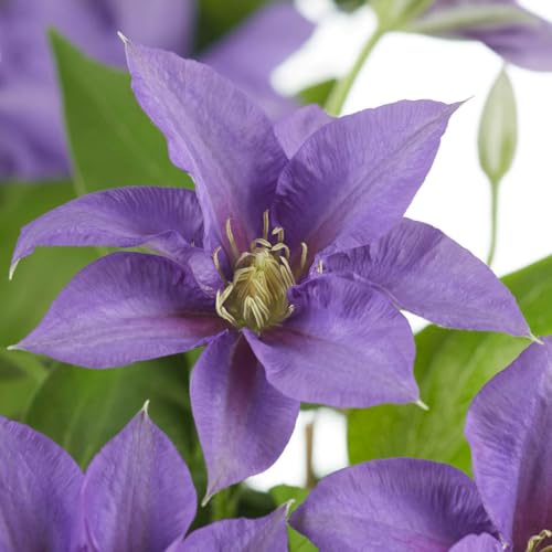 YouGarden Patio Clematis Collection, Set of Two 10.5cm Potted Plants, Clematis 'Nubia Boulevard' and Clematis 'Olympia Boulevard', with Pair of Tower Pot Planters and Trellises