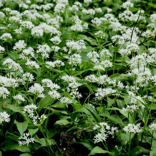 Aglio Orsino semi di semi varietà tradizionali inverno giardino selvaggio giardino primavera 50pcs