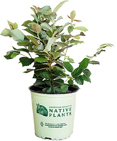 American Beauties Native Plants - Fothergilla major (Large Fothergilla) Shrub, white flowers, #2 - Size Container