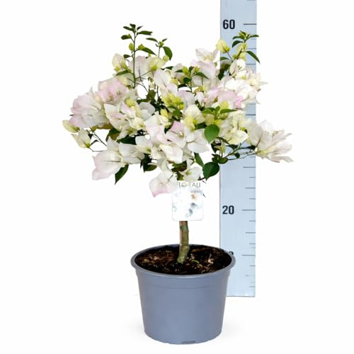 Bouganville in vaso – pianta vera rampicante in vaso 17 - Bouganvillea Alta circa 55 cm - Pianta da esterno - Pianta da interno