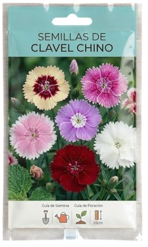 Flores de Temporada para Jardín y Balcón | Semillas de Clavel Chino de Floración Abundante para Primavera y Verano – DECOALIVE