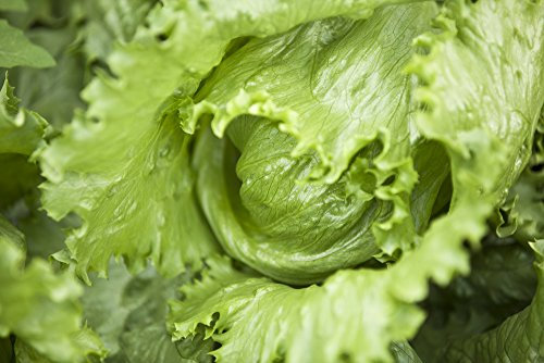 Lattuga icebergSplendore? - semi
