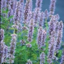25 graines de JF419 Honey Bee Bleu (Agastache urticifolia)
