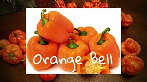 (25+) Poivron orange Graines