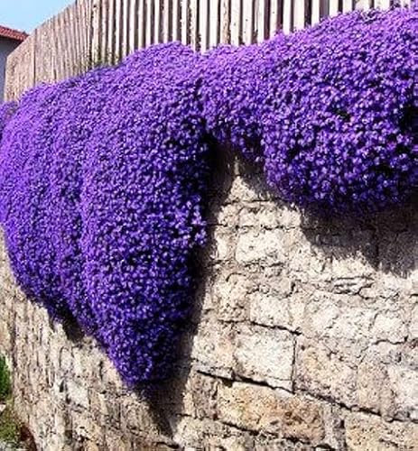 Rock Cress Cascade Mix - 600 Seeds + Plant tag + Freebie - Aubrieta Cultorum
