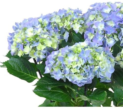 Planta Natural - Hortensia Azul - Fácil de Cuidar