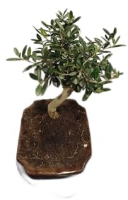 Bonsái de Olivo Olea Europaea DECOALIVE - Planta Viva para Interiores, Exterior o Regalo, Estilo Mediterráneo