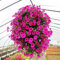 Saterkali Prunkwinde-Samen, 50 Stück Prunkwinde-Samen zum Aufhängen, Petunie, Hausgarten, Topfblumen, Ornament