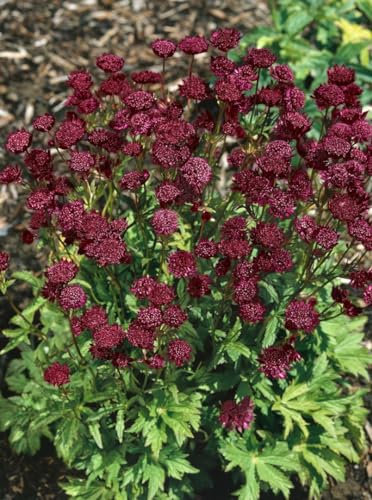 Astrantia major 'Ruby Cloud' ca. 9x9 cm Topf - Sterndolde, rubinrote Blüten, Blütezeit Juni-August, ideal für halbschattige Beete, bienenfreundlich, pflegeleicht