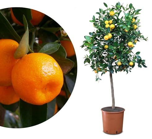 Meine Orangerie Calamondin - veredelte Calamondin Orange - echter Citrusbaum - Calamansi - fruchtreifer Zitrusbaum in Gärtnerqualität - Mini-Orangenbäumchen (Topf Ø 26cm)