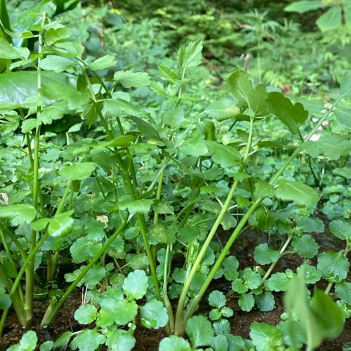 semillas de berro resistentes, berro orgánicas regalos sostenibles, viejas orgánicas, verdes de interior, 300pcs