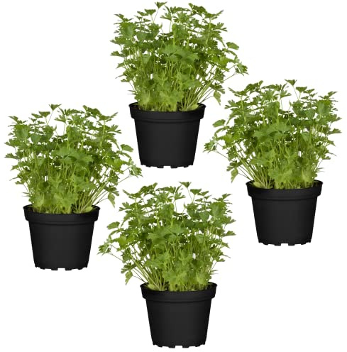 Cuatro Plantas de Perejil - Plantas Premium DECOALIVE - Hierbas Naturales para Huerto Urbano - Plantas Aromáticas