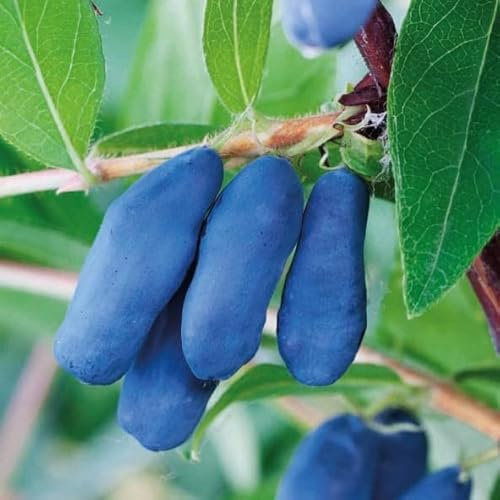 Baie du Kamtchatka Leningradzkij Velikan 1L - Plante de Jardin, Arbres fruitiers - la Décoration Parfaite pour Votre Propriété - Pour les Débutants et les Jardiniers Professionnels