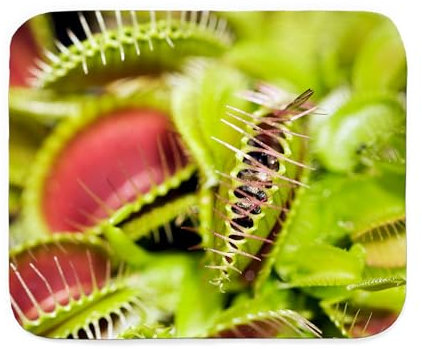 CafePress Venus Flytrap (Dionaea Muscipula) Sherpa Fleece Th Sherpa Fleece Throw Blanket, 60 L x 50 W