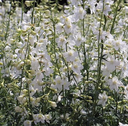 6 x Rittersporn 'Casablanca' - Delphinium 'Casablanca' Topf 9x9cm: Weiße Blüten, klassische Eleganz, ausgezeichnet für Hochzeitsarrangements und Beete.