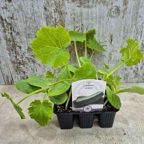 Pack de 9 Planteles de Calabacín Verde – Planta Viva Productiva – Cultivo Rápido para Huerto y Maceta