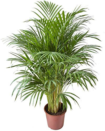 Palmera de Interior Areca Altura 85-100cm Palma Dypsis Lutescens Planta de Interior