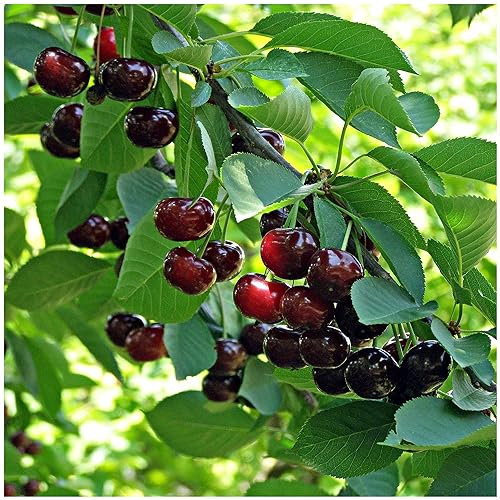 Dwarf 'Sunburst' Cherry Tree Self-Fertile with Big Dark Cherries Ready to Fruit 3fatpigs®