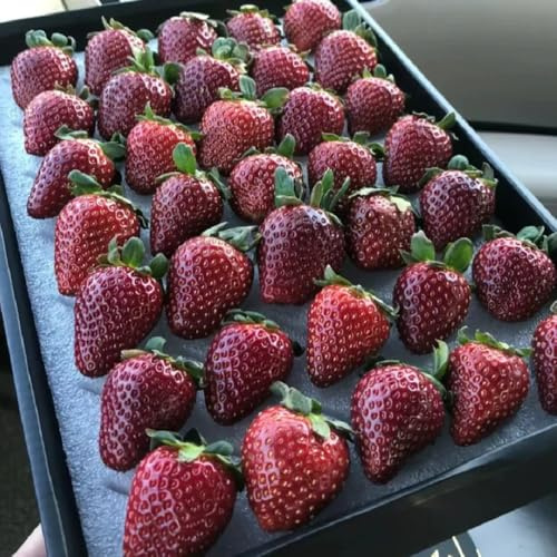 Semillas de fresa, resistentes para contenedores. Comprar de fresa semillas orgánicas exóticas 200pcs