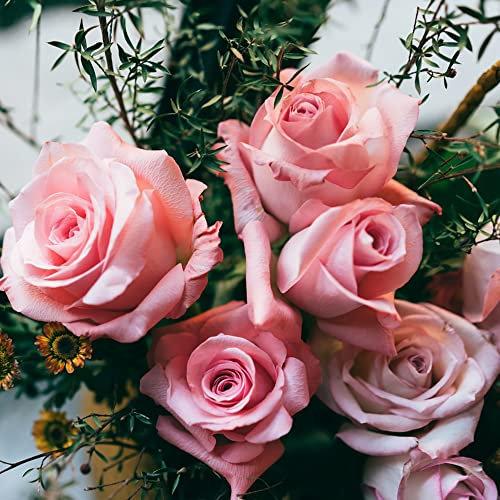 BRKENT Rosen Pflanzen Kletterrosen Winterhart Mehrjährig Duftend Mehrfach Blühend Blumensamen Balkonpflanzen Rose Gartenblumen Bonsai Samen Rosen Deko Blumen Geschenk Wildblumensamen 100Rosen Saatgut