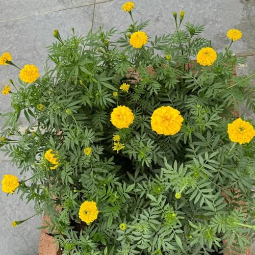 semillas de caléndula orgánicas - tagetes - jardín, interior de caléndula de caléndula de perennes resistentes 400pcs