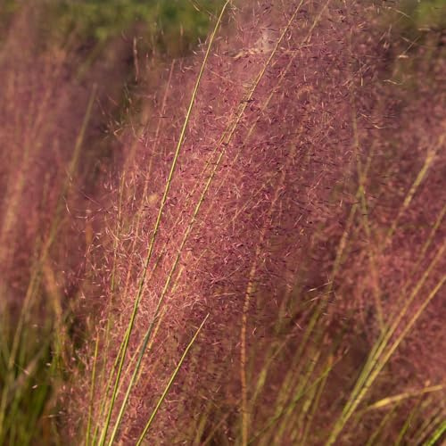Pink Muhly Grass (2.5 Quart) Tall Ornamental Perennial with Airy Plume Heads - Full Sun Live Outdoor Plant