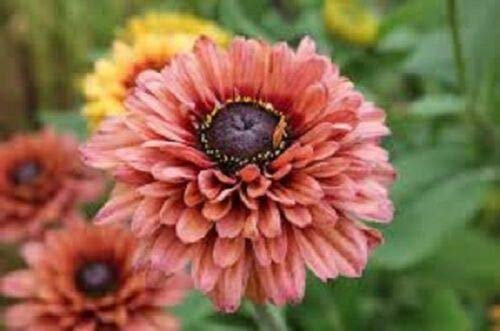 30+ Rudbeckia Sahara/Mehrjährige Blumensamen