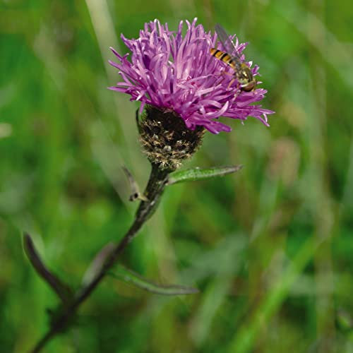 Centaurea nigra Kew Pollination Collection Common Knapweed Perennial Cornflower Hardy Perennial Garden Wildflower Plant Easy to Grow Your Own 1x Seed Packet (Approx. 300 Seeds) by Thompson and Morgan