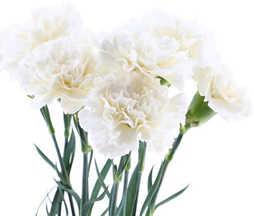 Neue frische 200 Stück Nelkensamen Dianthus Caryophyllus Blume Aachondra