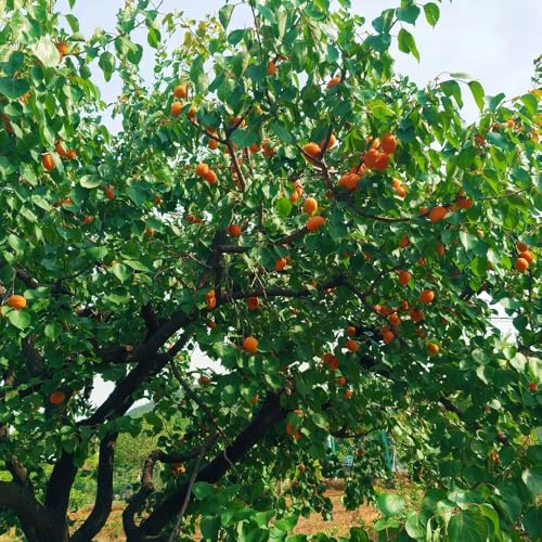 semillas de albaricoque, resistentes albaricoquero para el jardín decorativas, 15pcs