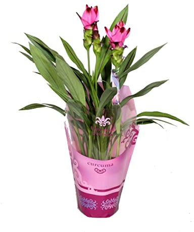 Tulipán Siamés Árbol de Cúrcuma Natural Planta Natural Raíces Comestibles