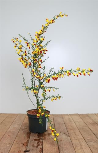Cytisus scoparius 'Dragonfly' 30–40 cm – Winterhart Mehrjährig Pflegeleicht – Besenginster – Blütenstrauch für Beet & Garten