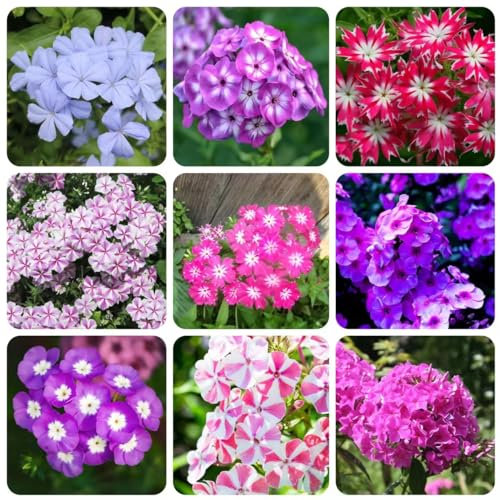 10 pcs phlox samen mehrjährig - bienenwiese bienenfreund,Phlox drummondii, pflanze bienenwiese saatgut kleines geschenk für frauen deko büro mittagsblume winterhart bonsai