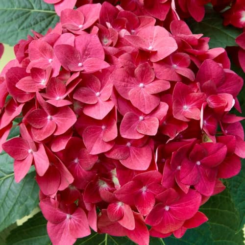 Kölle Gartenhortensie Ball rot, 4/5 Liter Topf