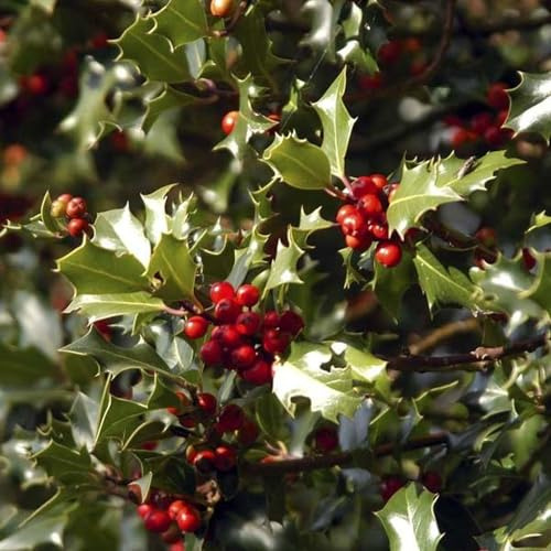 Vivai le Georgiche - Pianta vera di Ilex aquifolium Alaska Agrifoglio 'Alaska' - vaso Ø 24 cm