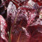 Haloppe 500 Unids Semillas de Verduras de Lechuga Roja para la Plantación de Huertos, Semillas de Lechuga Romana Roja Jardín de Vegetales Planta de Granja de Patio Trasero Semillas de lechuga roja
