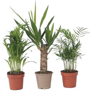 Plant in a Box - Mini Palmiers d'intérieur - Set de 3 - Plantes d'intérieur Yucca - Areca - Chamaedorea - Pot 12cm - Hauteur 25-40cm