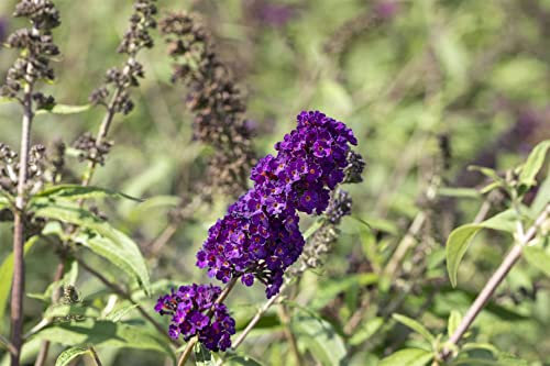 Buddleja davidii 'Black Knight' 150–175 cm – Winterhart, Mehrjährig, Pflegeleicht – Schmetterlingsflieder – Zierstrauch für Garten & Bienenweide