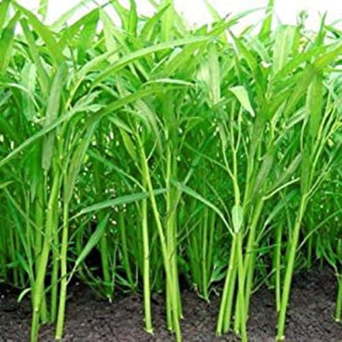 1000 Pcs Graines de Liseron d’Eau, Non-OGM, Kangkong, Légume Feuillu Nutritif, Graines Héritage pour Jardins, Balcons et Potagers