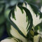 Pianta vera di Hosta Fire and Ice - Diametro Vaso Ø 14 cm